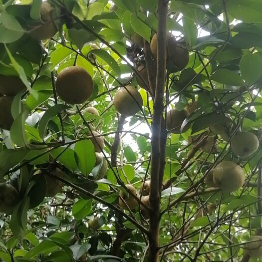 高山白花油茶果