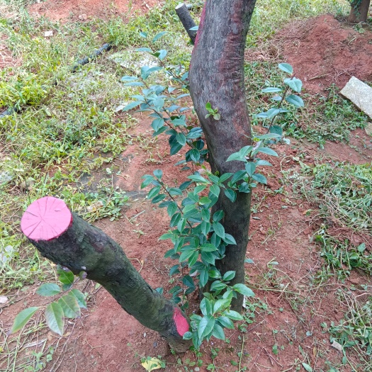 长兴县乌饭树，又名南烛，一年桩，地径3--20公分，已经成活，