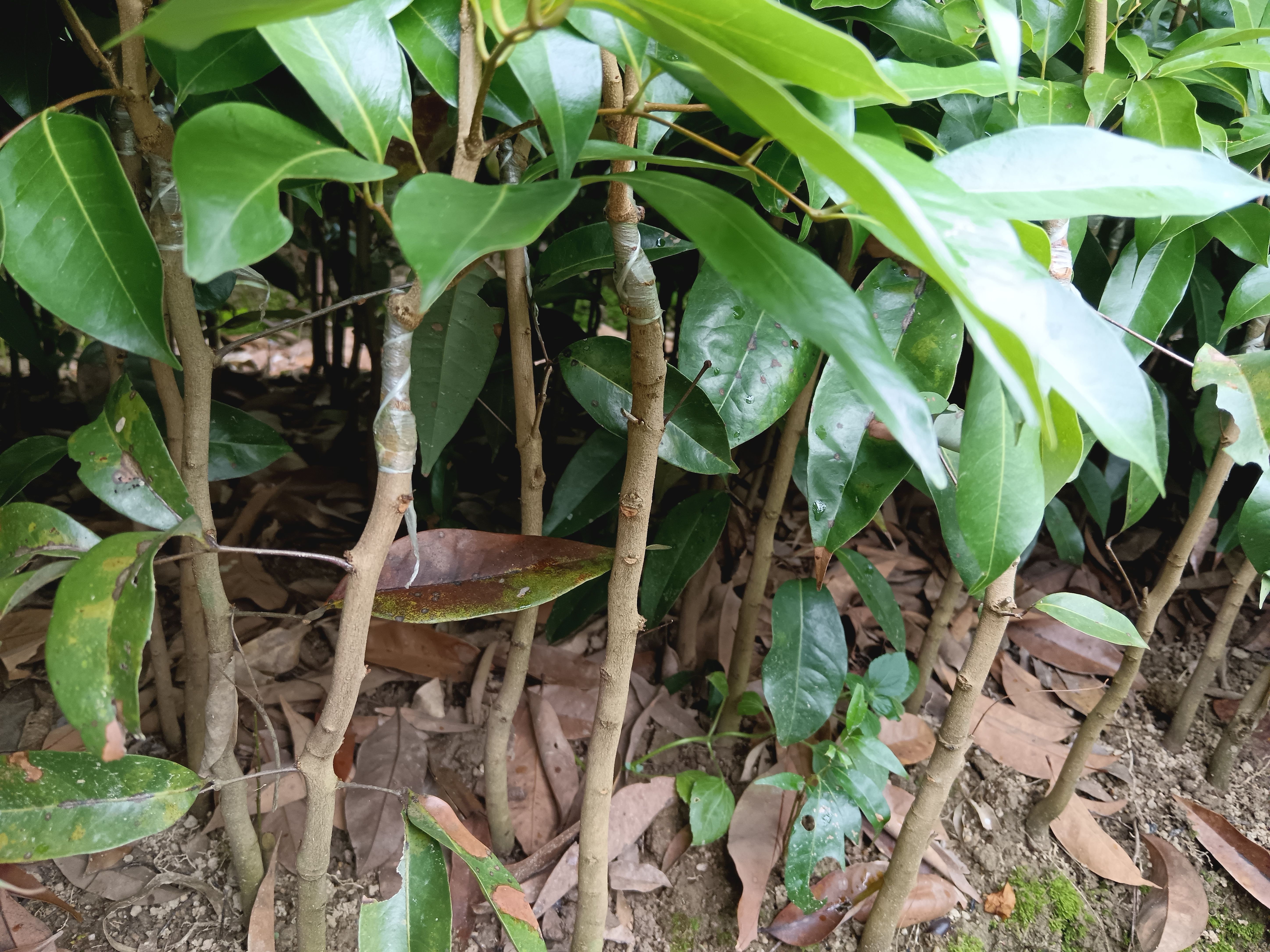 荔枝果树嫁接冰荔果树苗南北方种植当年结果全国包邮