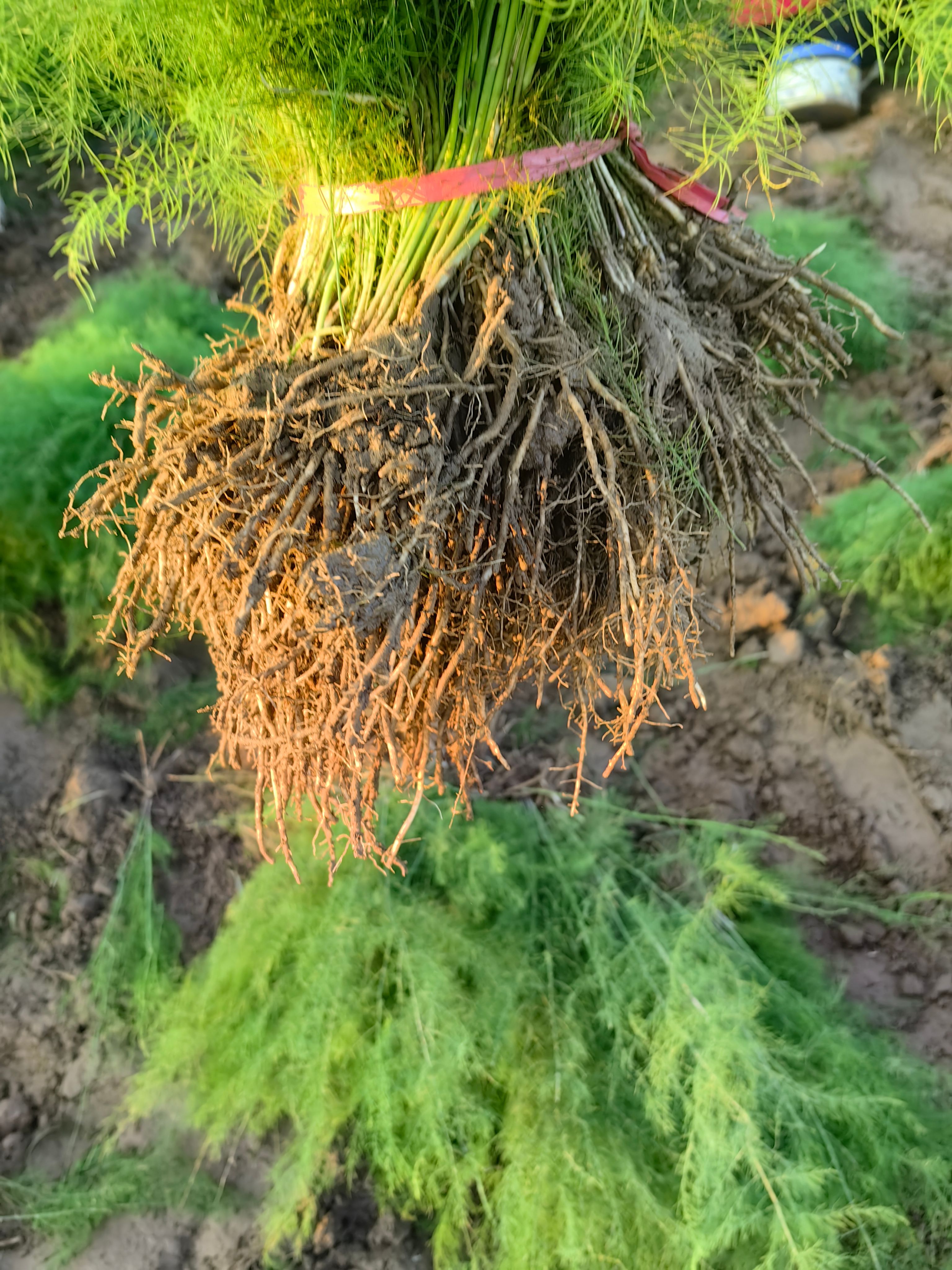 芦笋苗金蝉种植