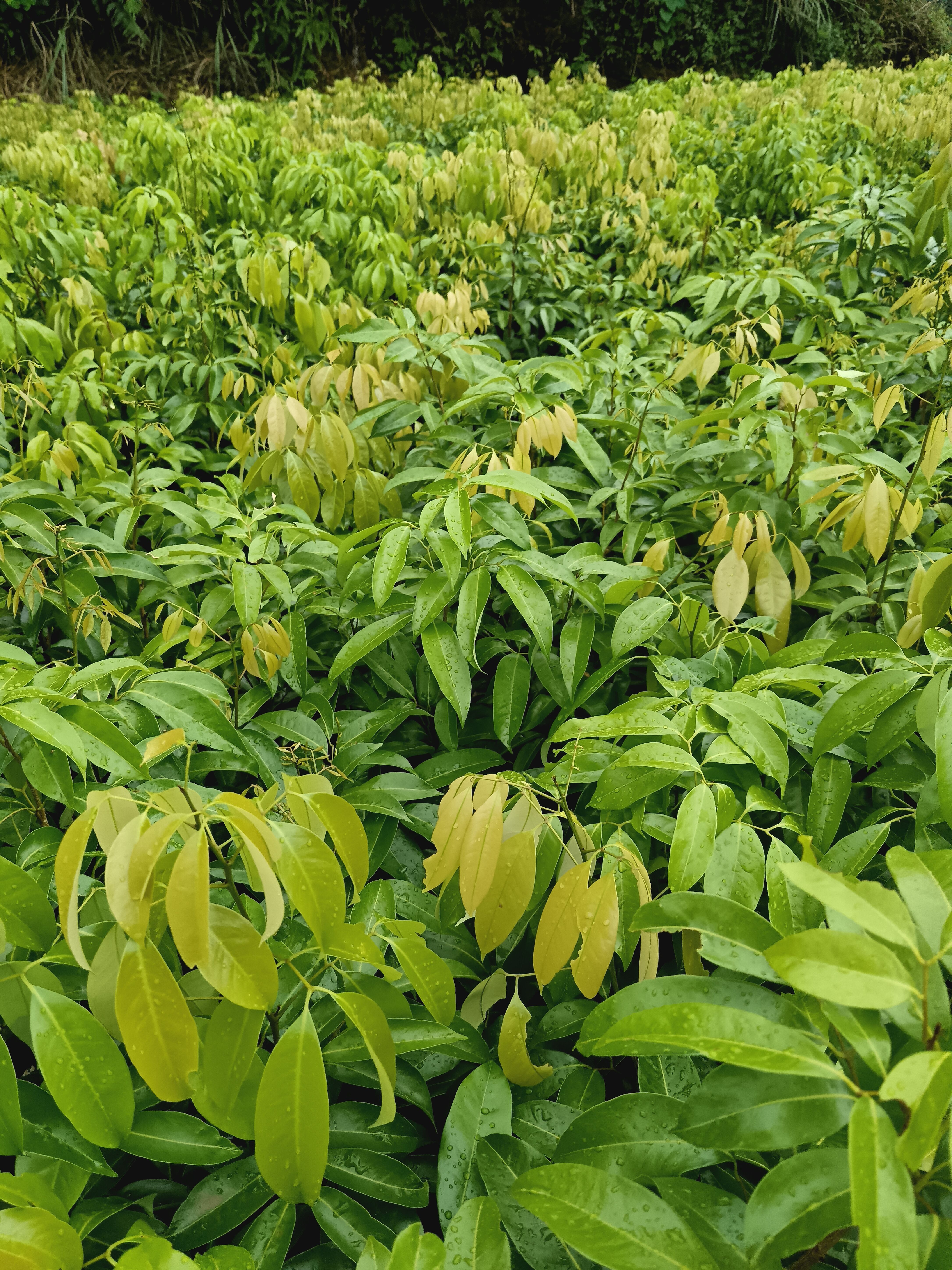 荔枝果树嫁接冰荔果树苗南北方种植当年结果全国包邮