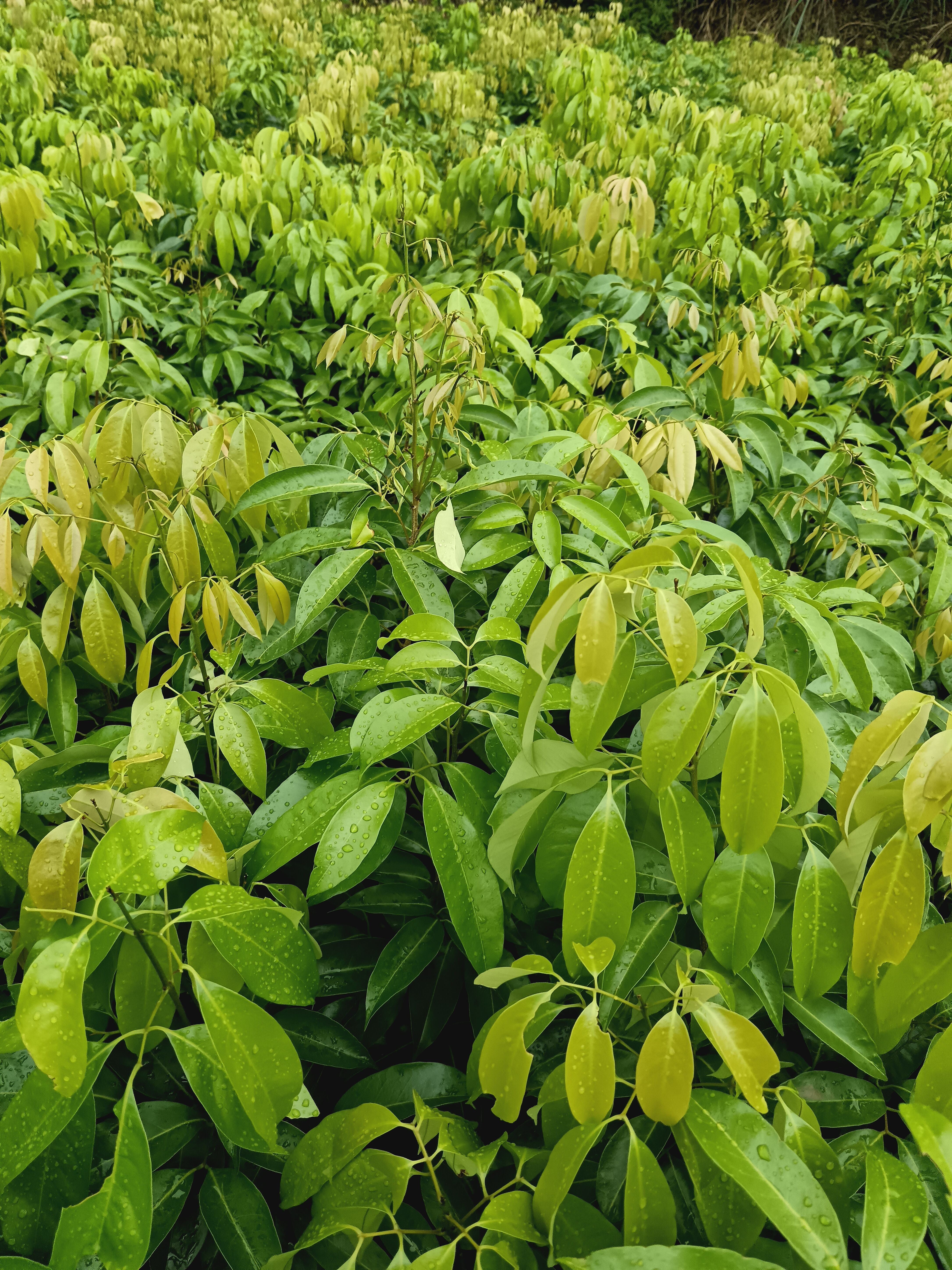 荔枝果树嫁接冰荔果树苗南北方种植当年结果全国包邮