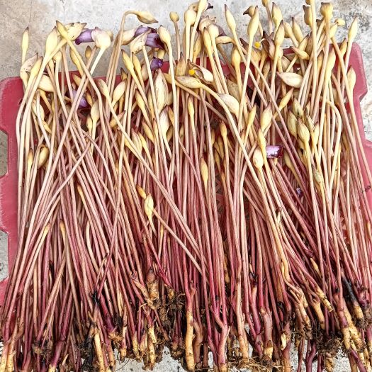 陇川县云南孤、管真花、烟斗草、白茅花、土灵芝草