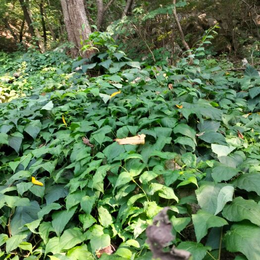 凤城市木天蓼叶子