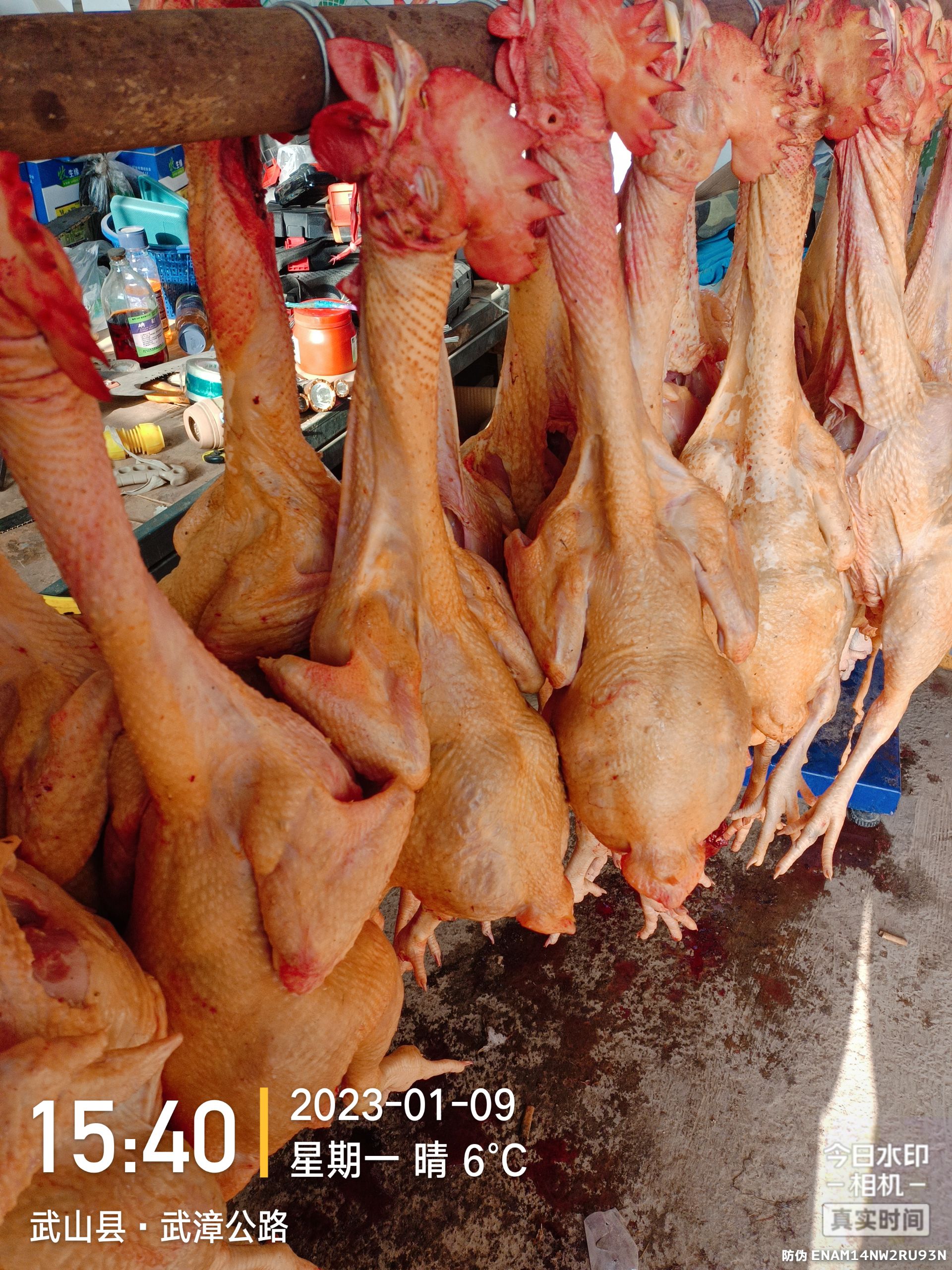 纯粮散养跑地鸡