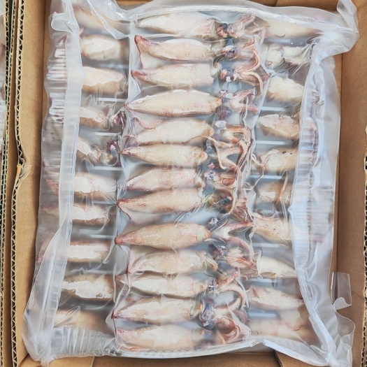 笔管鱼 小籽乌 海兔