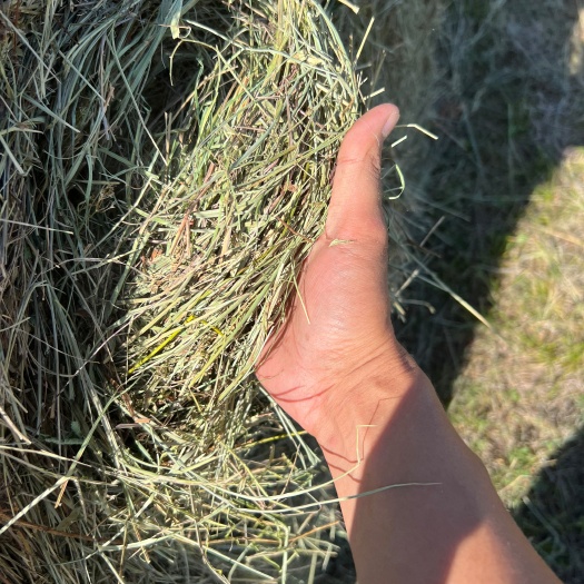 陈巴尔虎呼伦贝尔五花草减草比例60%左右水分15左右