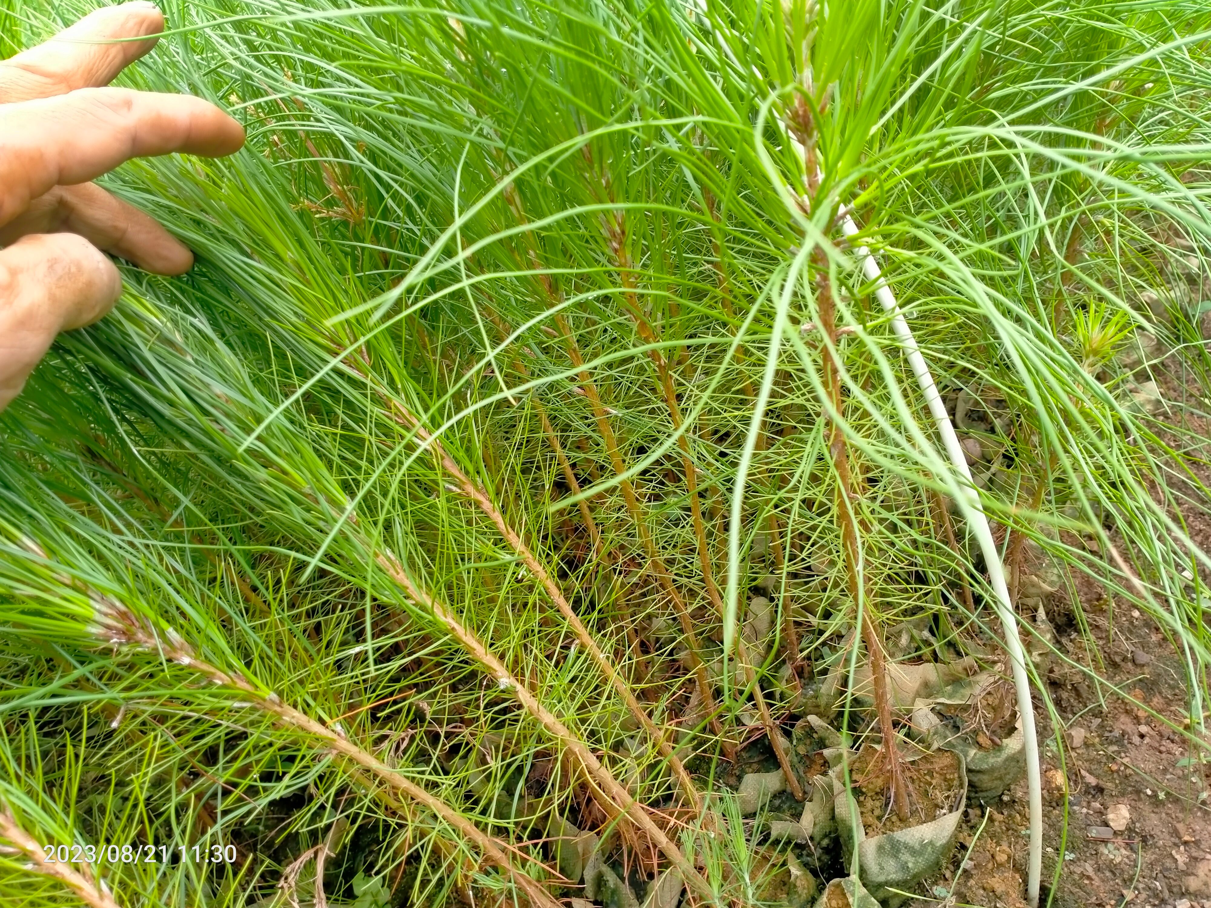 山地油松  湿地松杯苗