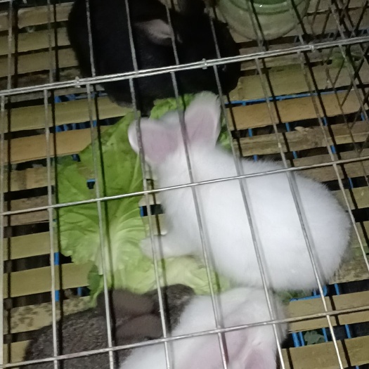 小白兔小灰兔，比利时小兔