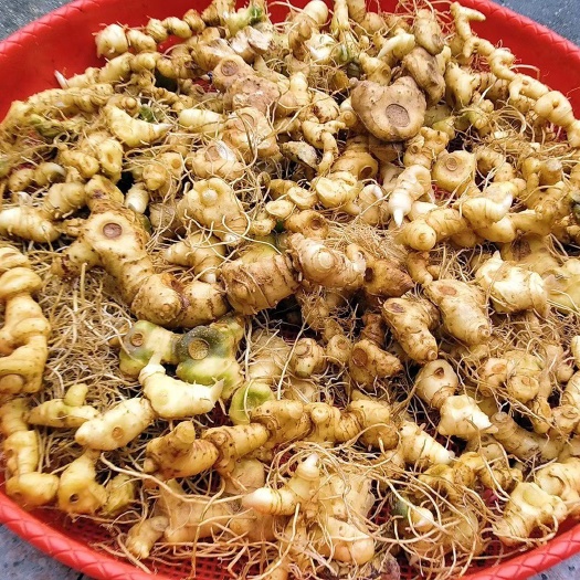 衡山县黄精