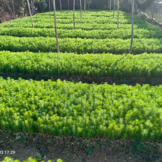 荔浦市马尾松苗，本地松苗