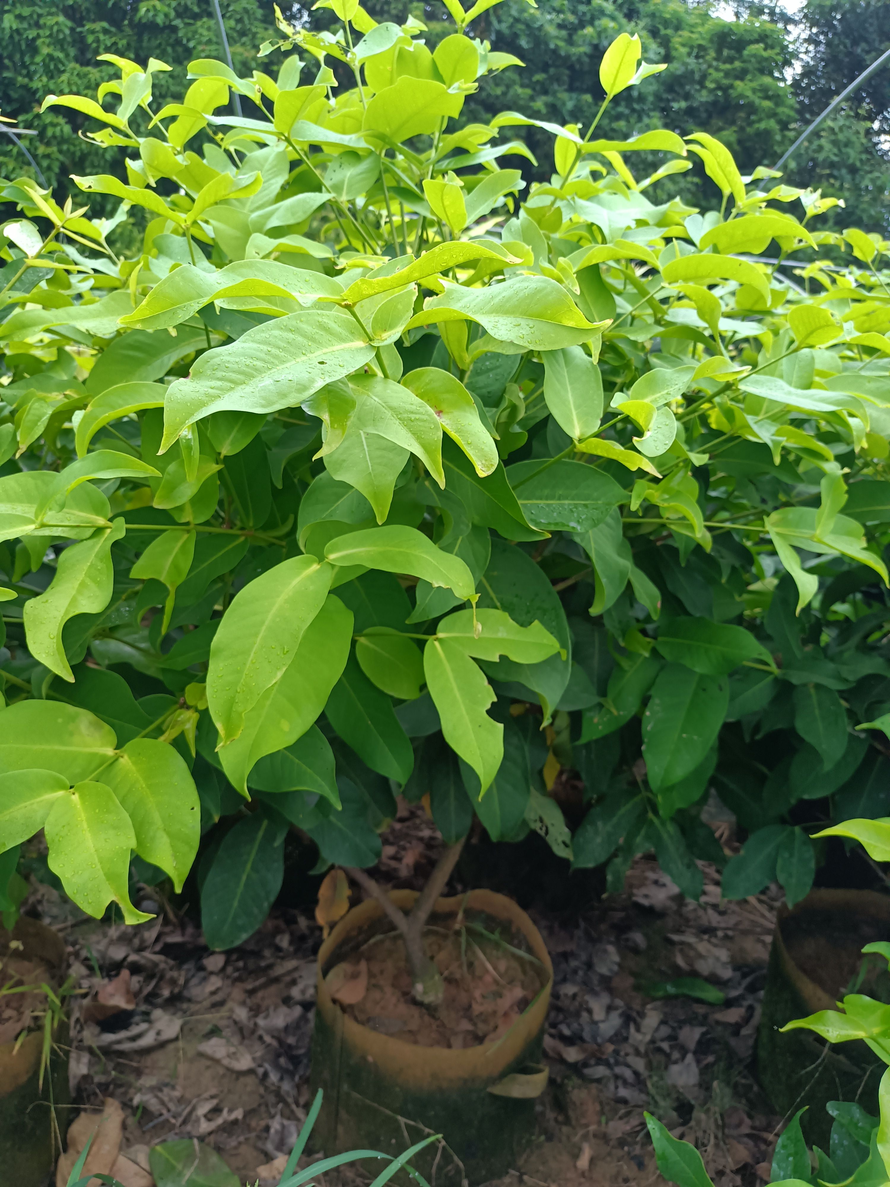 黑糖芭比莲雾苗