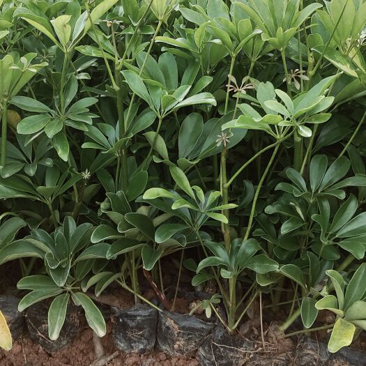 宜良县鸭脚木  鸭脚木种植销售