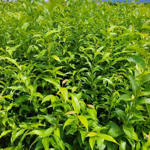宜良县肋果茶