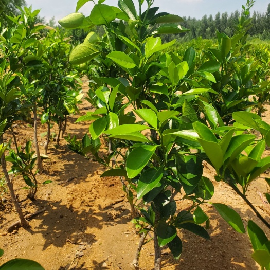 平邑县纽荷尔脐橙树苗橘子树