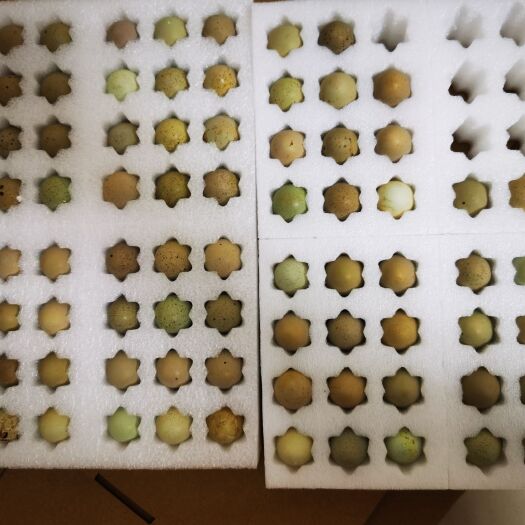 西平县芦丁鸡种蛋，受精率有保障，0.5一枚
