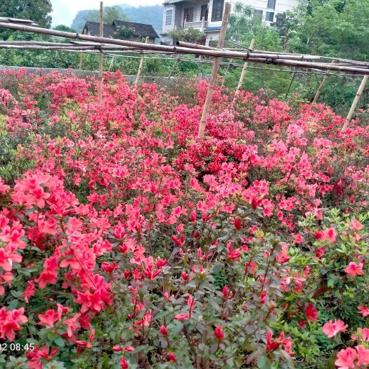 映山红，杜鹃苗，广西自育苗场