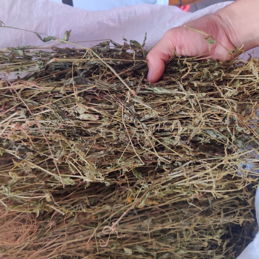 玉林鸡心黄，鸡心草新货