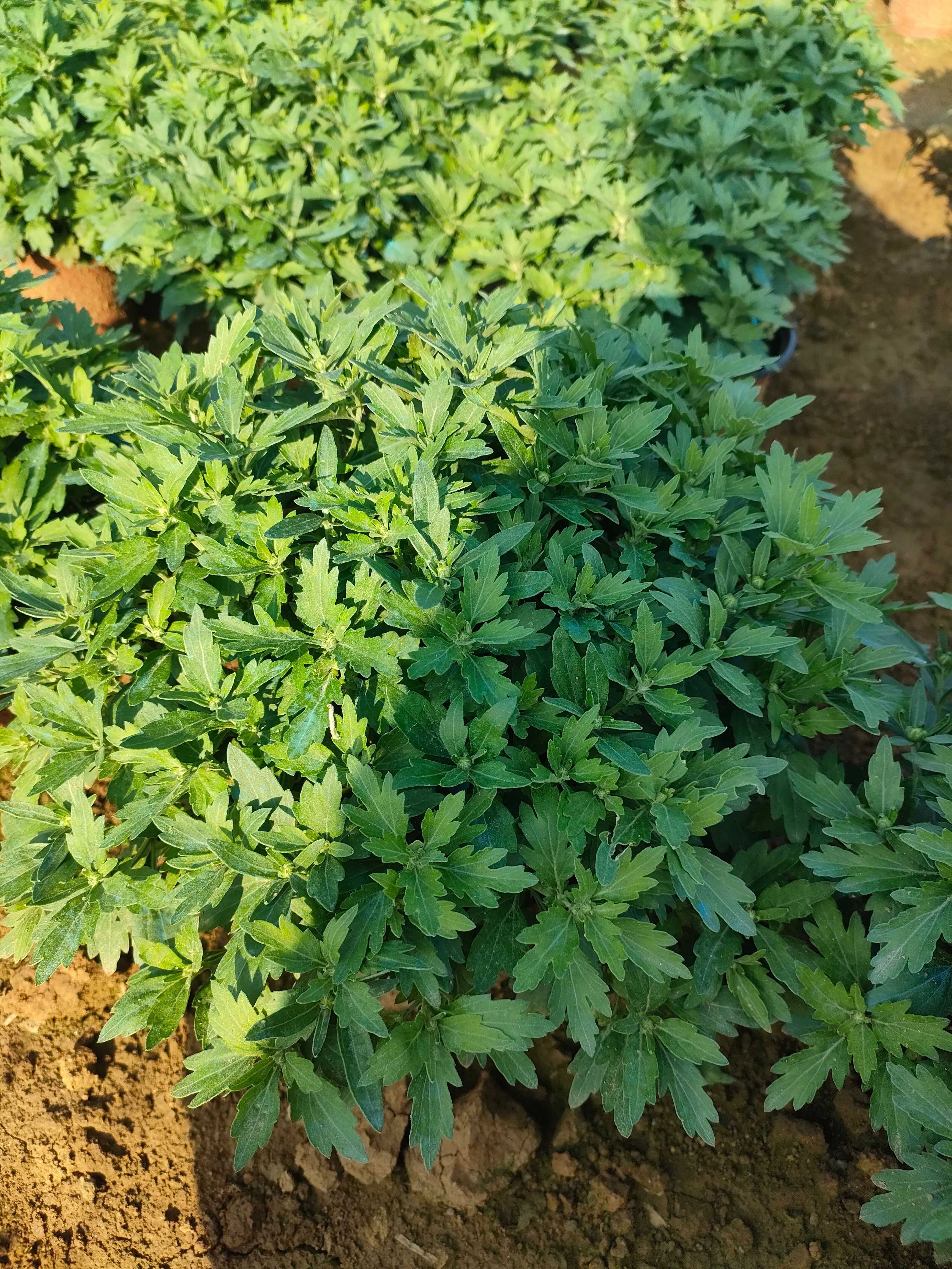 高度20到25公分，球菊，黄色，红色