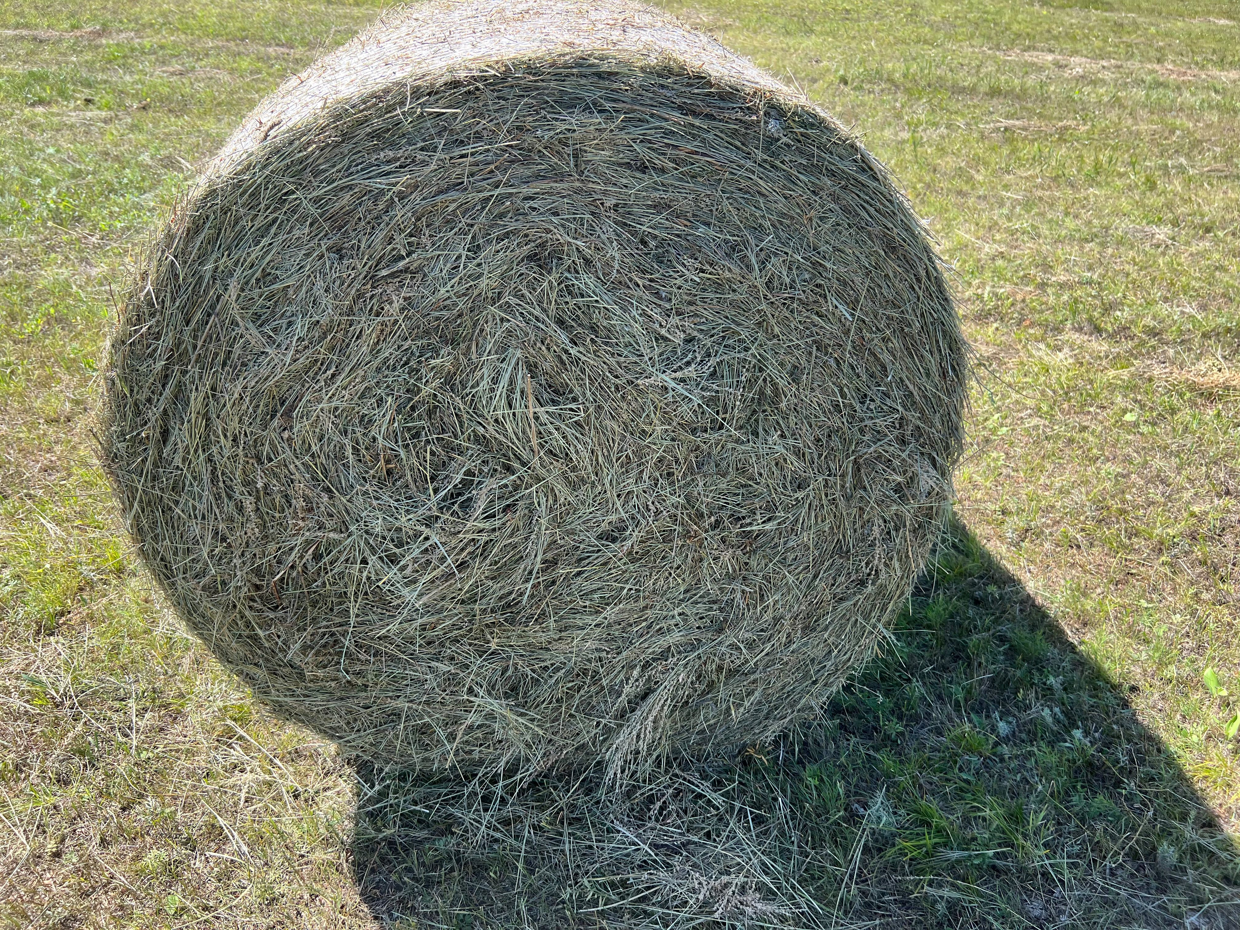 呼伦贝尔五花草减草比例60%左右水分15左右