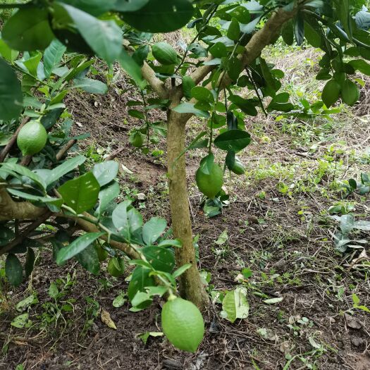广州香水柠檬