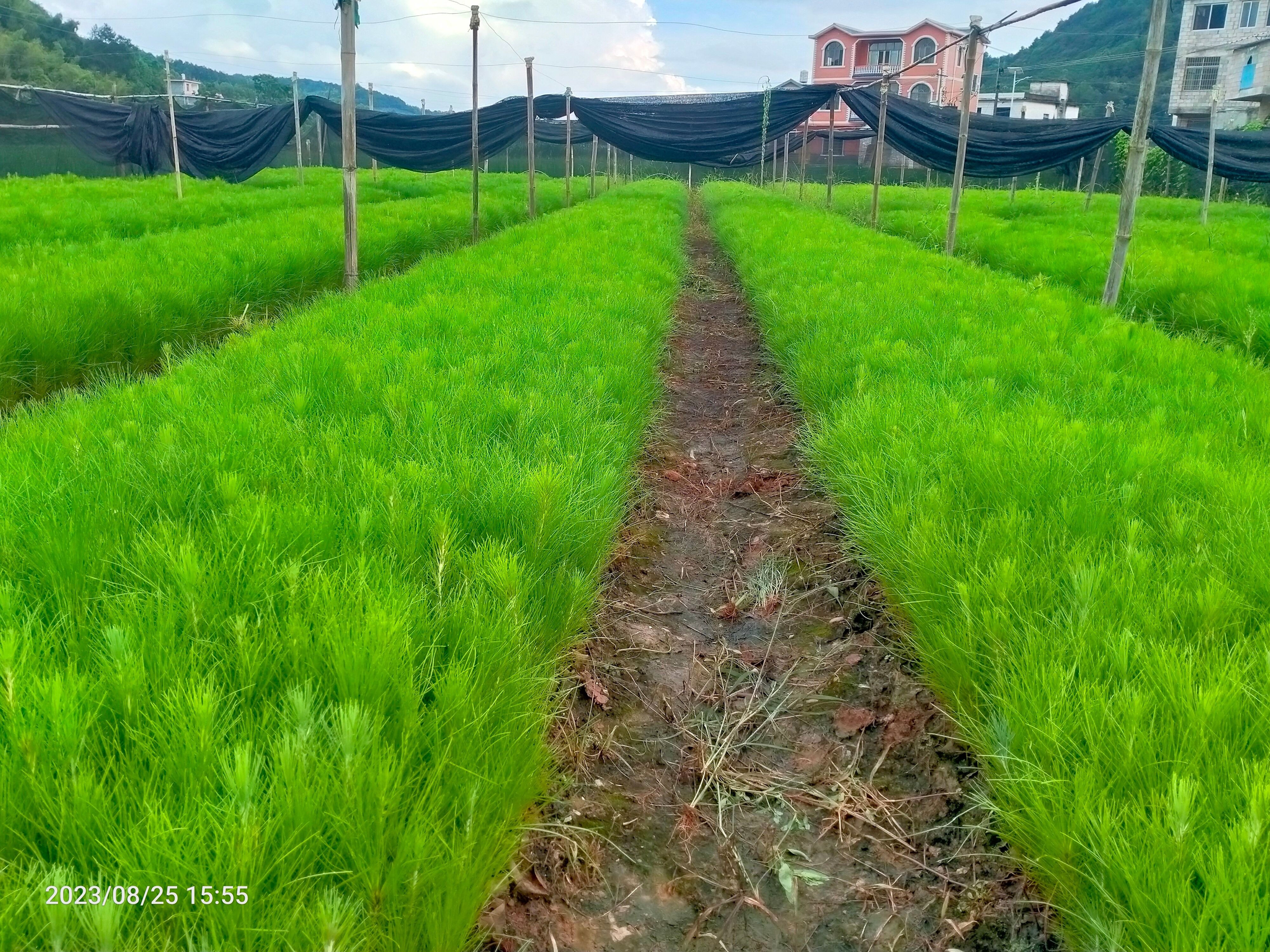 山地油松  湿地松杯苗