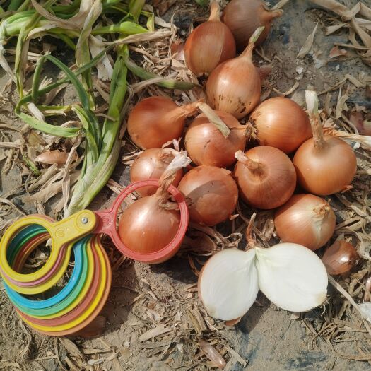 金塔县甘肃 黄皮洋葱 新上市 优质  无滑皮根腐 烂芯