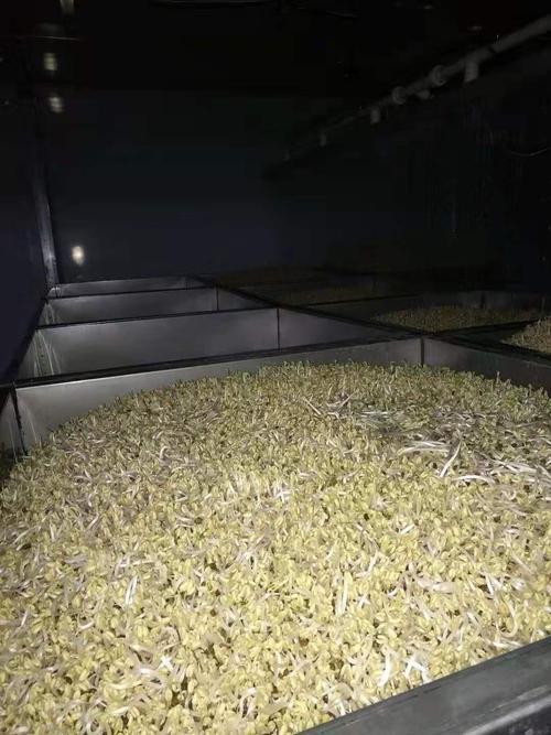 天津精品绿豆芽  黄豆芽  活体芽苗菜