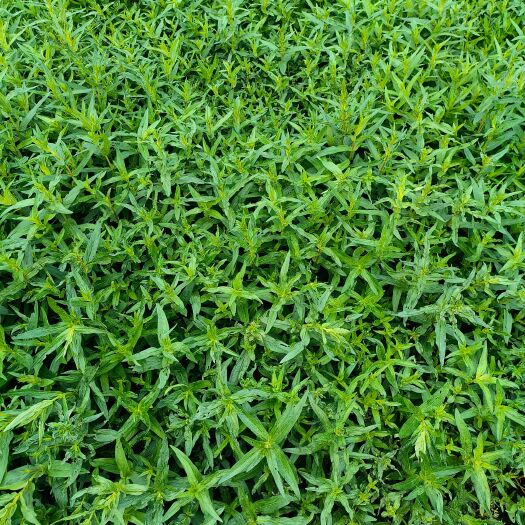 宜良县千屈菜