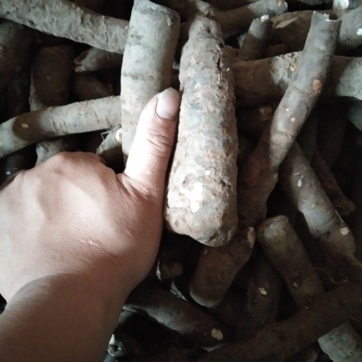 中江县芍药根，头，须