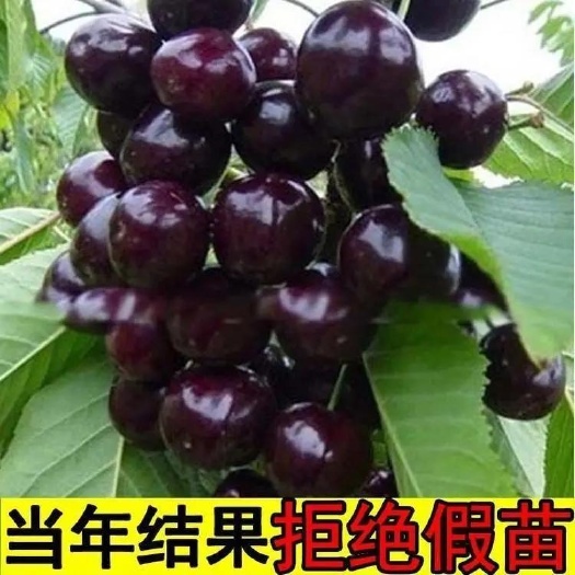 苍溪县车厘子苗樱桃苗黑珍珠红灯玛瑙红基地直发包品种
