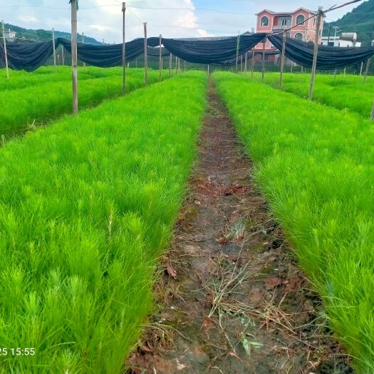 荔浦市湿地松树苗  湿地松苗