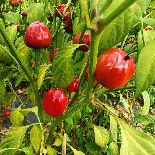 彝良县草莓椒，线椒