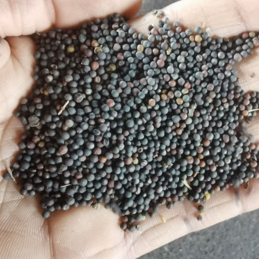巴东县油菜籽