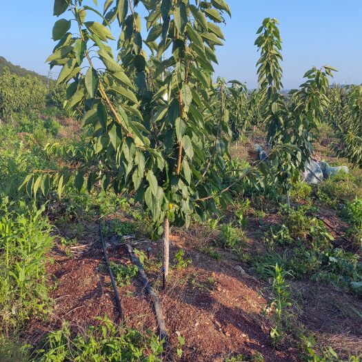 瓦房店市三年剃头俄罗斯8号樱桃树，马哈利根系山地树