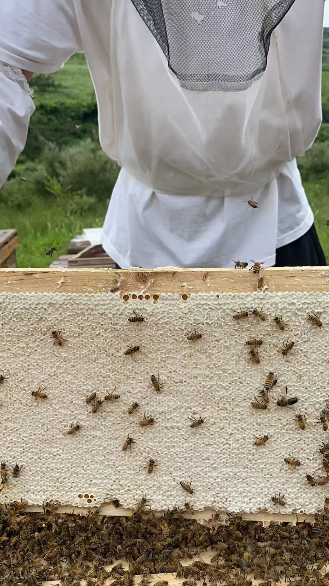 蜂巢蜜槐花蜂巢荆条蜂巢整板大张白色。支持批发零售