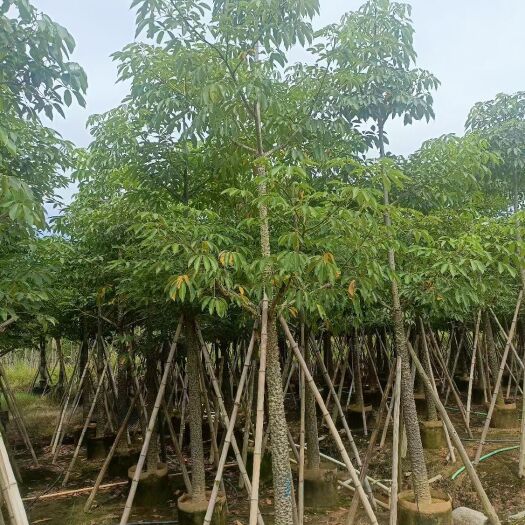 揭阳本地木棉12-15分出售