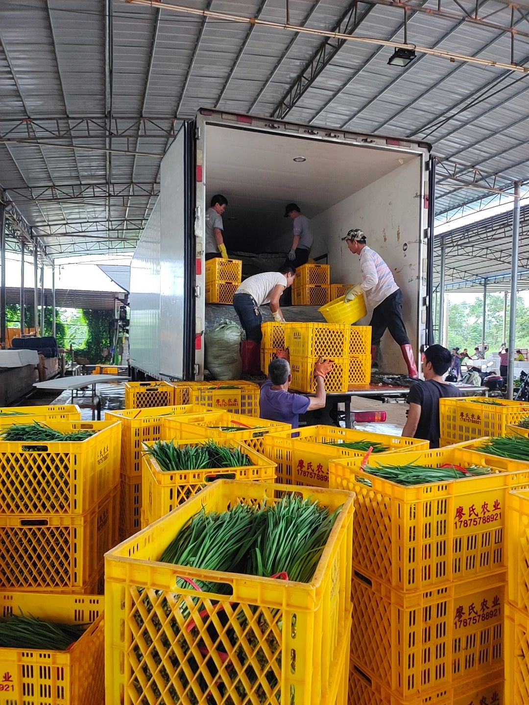 广东韭菜 长期供应大叶韭菜 质量保证 欢迎过来档口看货