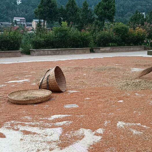 南部县高粱