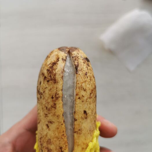 恩施市八月瓜