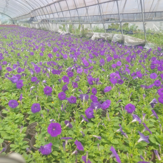 嘉善县牵牛花