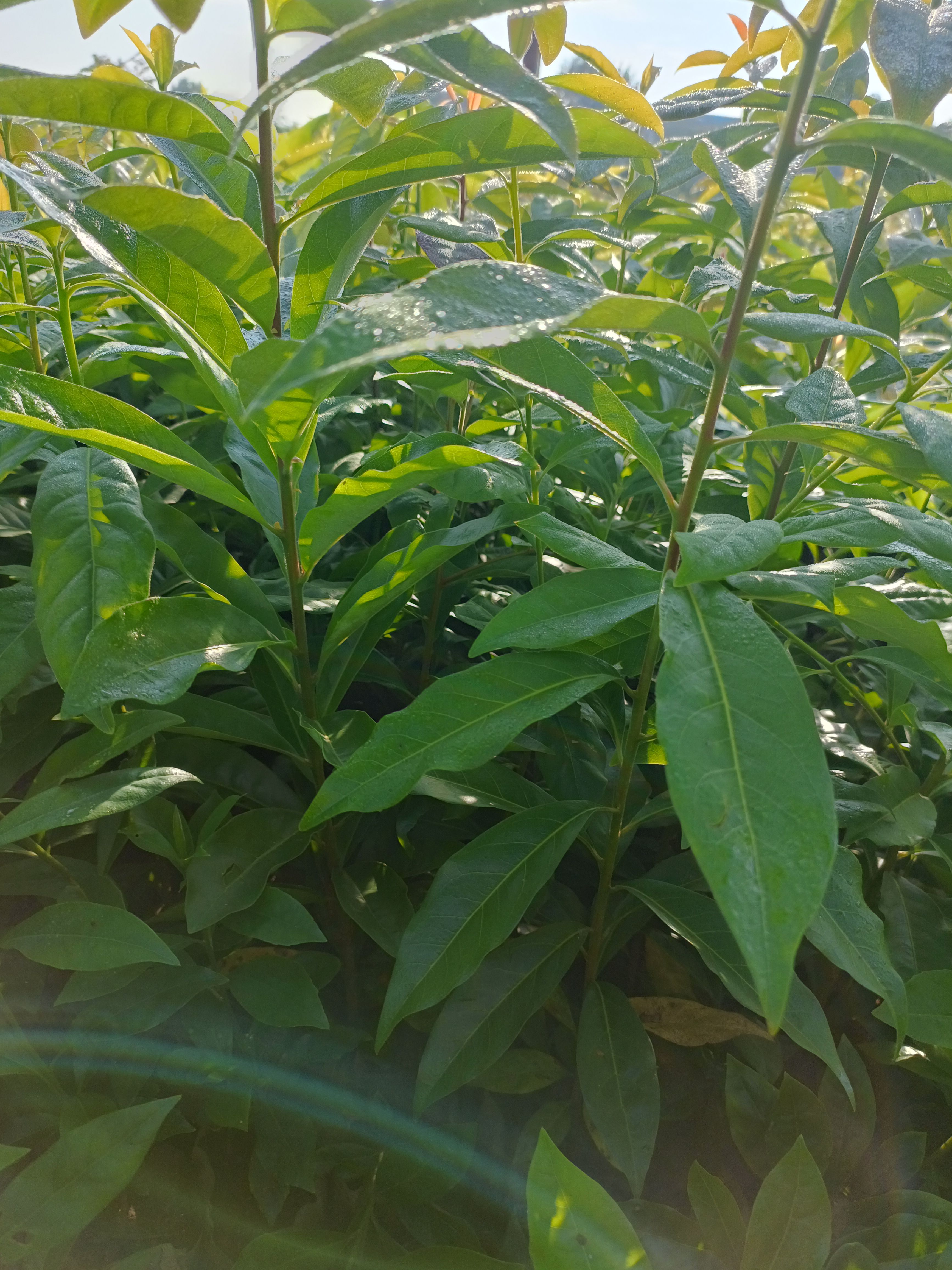 木荷容器杯苗，产地批发，自家田苗，自产自销，发往全国