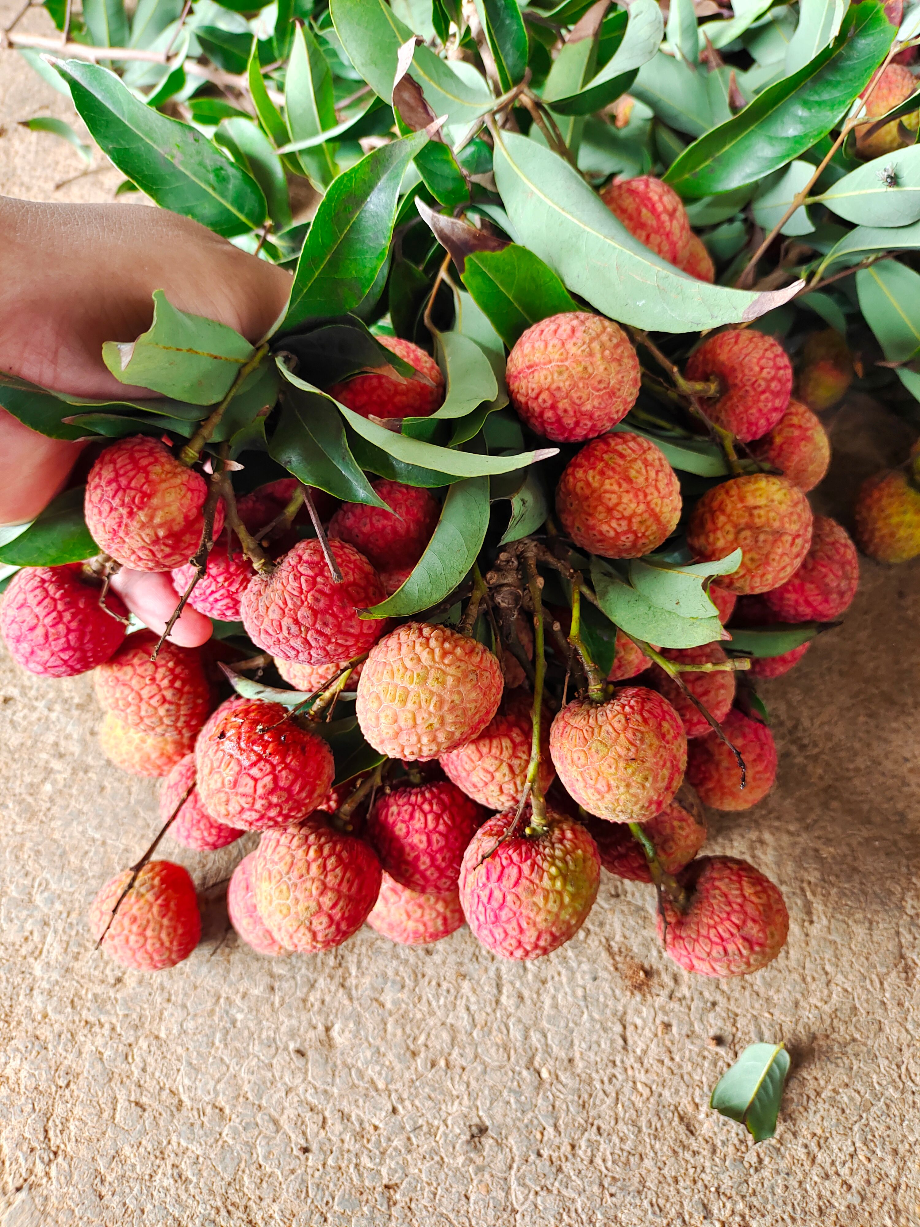 广东白糖罂荔枝 当季新鲜现摘现发 货源充足质量保证 价格美丽