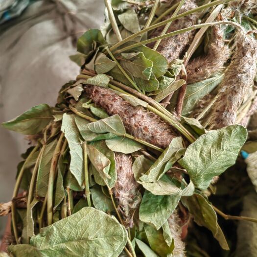 阳山县狸尾草干货上市干货