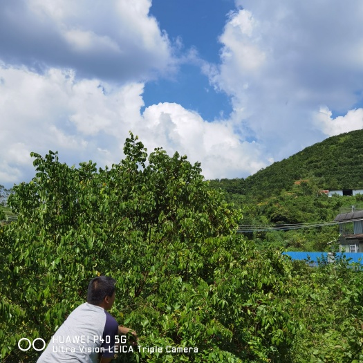 化州市土地使用权，柚子树一并转让