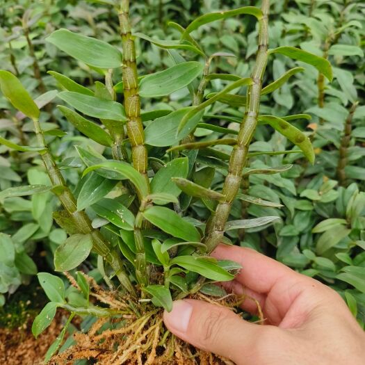 龙陵县优质铁皮石斛驯化种苗，1一2年苗，专业种植多年经验
