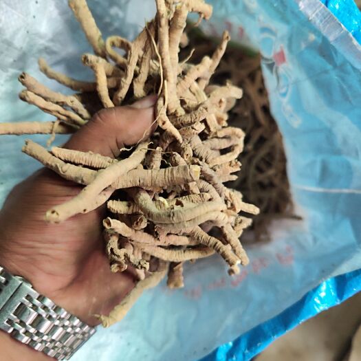 稷山县远志筒各个规格，产地直销，可提供发票