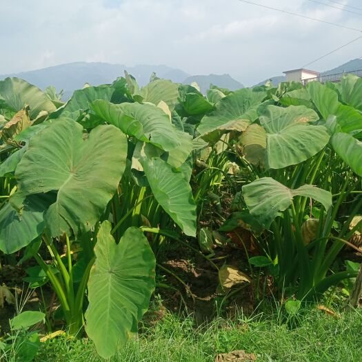 全州县香芋