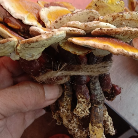 孟连县云南普洱大山干
灵芝