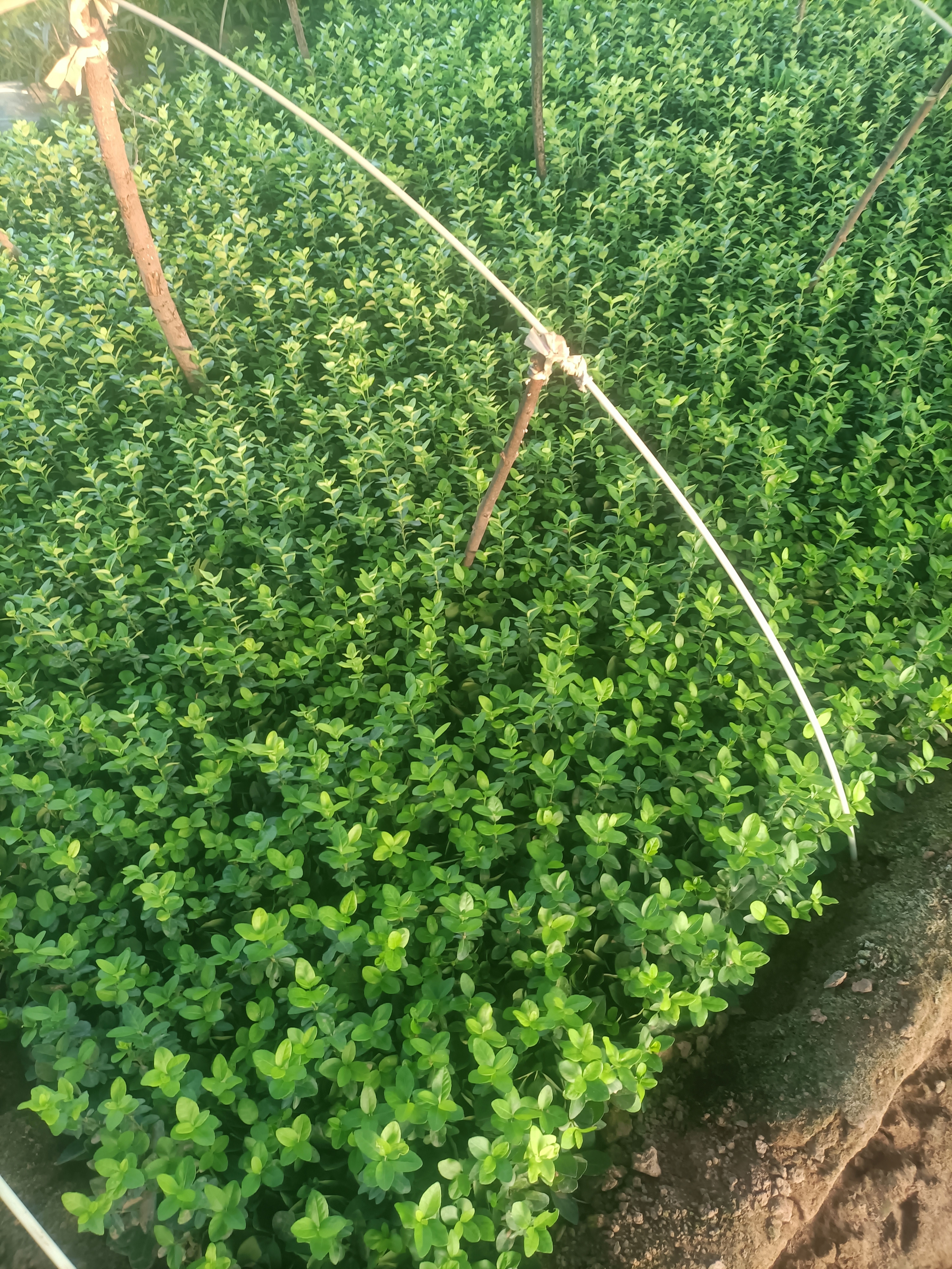 卫矛苗  卫矛  胶东卫矛 小苗床苗 绿篱苗 易造型 不怕冻